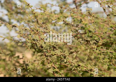 Nahaufnahme eines dornigen Akazienbaums im Wüstenschutzgebiet Al Marmoom in Al Qudra in Dubai, Vereinigte Arabische Emirate. Stockfoto