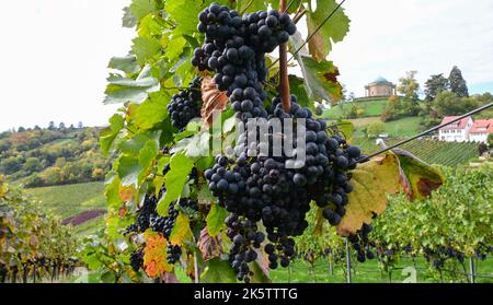 Stuttgart, Deutschland. 10. Oktober 2022. Voll von reifen Rotweintrauben hängen Weinreben auf einem Weinberg in Württemberg. Im Hintergrund die Grabkapelle an der Württembergischen Landeshauptstadt. Quelle: Bernd Weißbrod/dpa/Alamy Live News Stockfoto