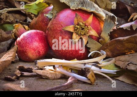 Granatäpfel, Blätter und Pilze Stockfoto