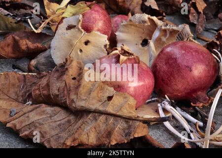 Granatäpfel, Blätter und Pilze Stockfoto
