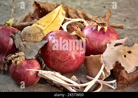 Granatäpfel, Blätter und Pilze Stockfoto