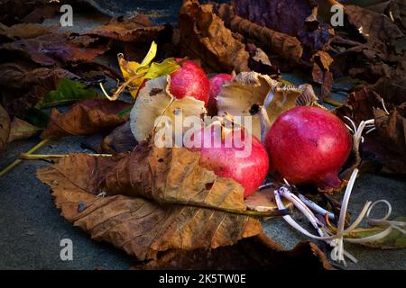 Granatäpfel, Blätter und Pilze Stockfoto