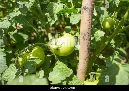Grüne, unreife große Tomaten auf den Ästen in einem Amateurgarten. Sommerzeit. Selektiver Fokus. Stockfoto