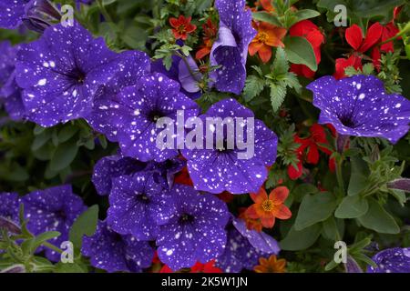 Petunia Nachthimmel, lila, rosa, weiß, rot, Violett gefleckte Blüten in einer Darstellung von gemischten Petunien Petunia mit Hybriden Stockfoto