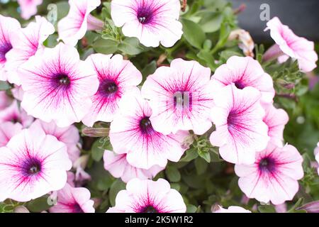 Petunia Nachthimmel, lila, rosa, weiß, rot, Violett gefleckte Blüten in einer Darstellung von gemischten Petunien Petunia mit Hybriden Stockfoto