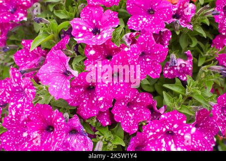 Petunia Nachthimmel, lila, rosa, weiß, rot, Violett gefleckte Blüten in einer Darstellung von gemischten Petunien Petunia mit Hybriden Stockfoto