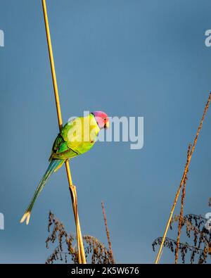 Pflaumenkopf-Sittich oder Psittacula cyanocephala Porträt thront während Outdoor Wildlife Safari im Wald von zentralindien asien Stockfoto