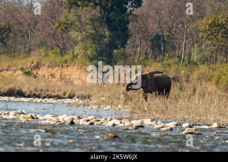 Wild asiatische Elefanten oder Stoßtänker Trinkwasser aus ramganga Fluss in dhikala Zone von jim corbett Nationalpark Wald uttarakhand indien asien - Elephas Stockfoto