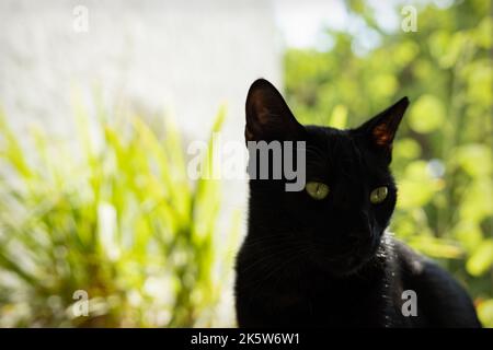 Ein Porträt einer schwarzen Katze mit grünen Augen Stockfoto