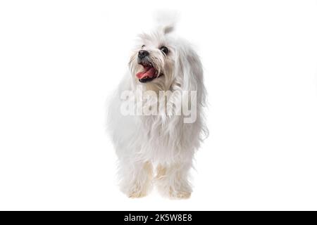 Schöne und niedliche weiße bichon maltese Hund über isolierten Hintergrund. Studio Shoot von purebreed bichon Welpen. Stockfoto