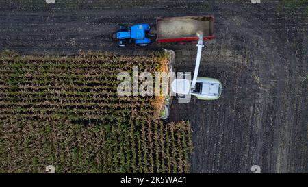 Luftdrohnen-Ansicht Flug über Mähdrescher, der an einem Herbsttag am Abend oder Morgen Trockenmast im Feld erntet. Draufsicht auf Harvester-Maschinen, die in Cornfield arbeiten. Ernte, landwirtschaftliche und landwirtschaftliche Arbeiten, Landwirtschaft. Hochwertige Fotos Stockfoto