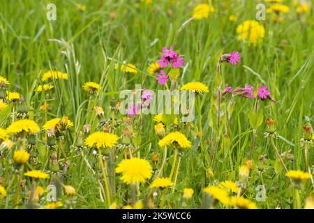 Blühende rote Campions inmitten von Gemeinen Löwenzahn an einem Frühlingstag in Estland, Nordeuropa. Stockfoto