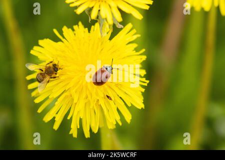 Blattkäfer und Biene auf einem blühenden Löwenzahn während eines Frühlingstages auf einer estnischen Wiese. Stockfoto