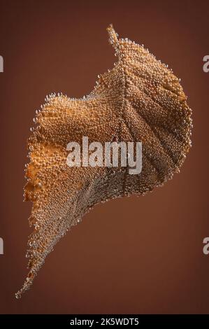 Abstraktes Herbstblatt Mit Wasserblasen Stockfoto