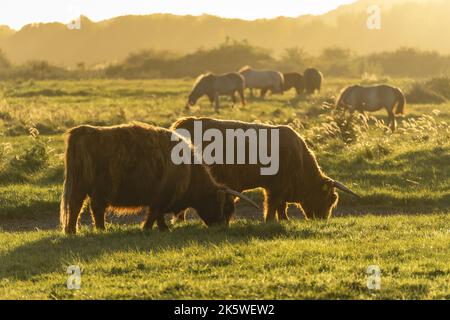 Highlander Kühe in den Dünen von Wassenaar in den Niederlanden. Stockfoto