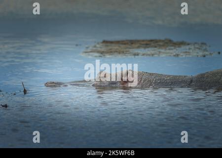 Flusspferd in einem Teich in der Serengeti, Seitenansicht Stockfoto