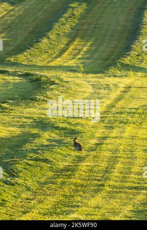 Ein einsamer Berghasen, Lepus timidus auf einem Feld mit frisch geschnittenem Heu. An einem Sommermorgen in Finnland gedreht Stockfoto