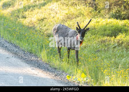 Rangifer tarandus ist ein markiertes einheimisches Rentier, das an einem Sommerabend in der Nähe von Kuusamo, Nordeuropa, neben einer kleinen Straße steht Stockfoto