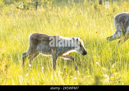 Nahaufnahme eines jungen Hausrentiers, Rangifer tarandus Kalb, das an einem frühen Sommermorgen in der Nähe von Kuusamo, Nordfinnland, im Gras wandert Stockfoto