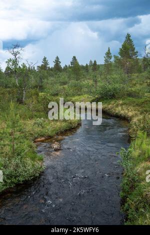 Kleiner Bach mitten im sommerlichen Urho Kekkonen-Nationalpark in Nordfinnland Stockfoto