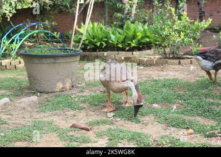 Nahaufnahme eines einheimischen Gänsetieres im Hof. Der wissenschaftliche Name ist Anser cygnoides domesticus. Stockfoto