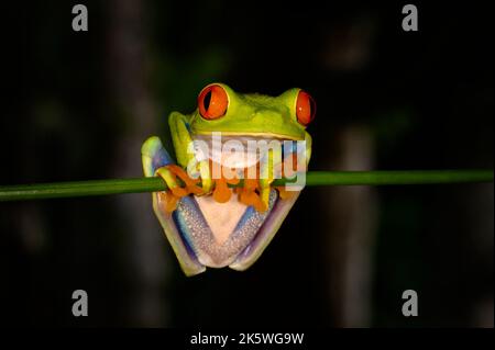 Rotäugiger Baumfrosch (Agalychnis callidyas), der sich nachts an einem Ast festhält und die Kamera anschaut, Costa Rica. Stockfoto