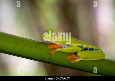 Rotäugiger Baumfrosch (Agalychnis callidyas) schläft tagsüber auf einem Ast, Augendeckel geschlossen, Costa Rica. Stockfoto