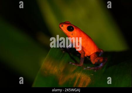 Erdbeergiftpfeilfrosch (Oophaga pumilio) aus der Nähe, auf einem Blatt sitzend, Costa Rica. Stockfoto