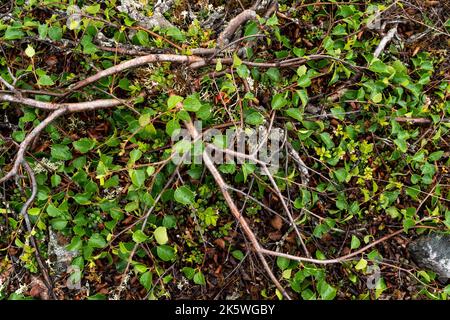 Eine niedrig wachsende Form einer Fell-Birke namens Kiilopää-Birke (Betula pubescens ssp. Czerepanovii var. Appressa), die in Finnland auf einem Felsen wachsen Stockfoto