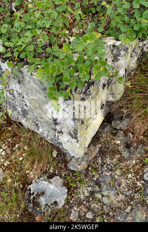 Eine niedrig wachsende Form einer Fell-Birke namens Kiilopää-Birke (Betula pubescens ssp. Czerepanovii var. Appressa), die in Finnland auf einem Felsen wachsen Stockfoto