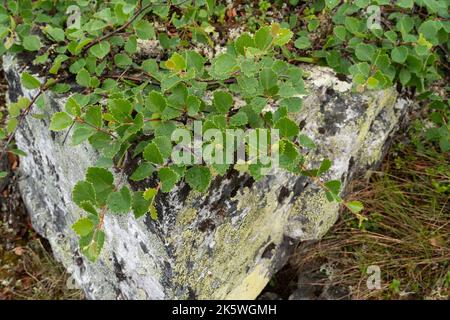 Eine niedrig wachsende Form einer Fell-Birke namens Kiilopää-Birke (Betula pubescens ssp. Czerepanovii var. Appressa), die in Finnland auf einem Felsen wachsen Stockfoto