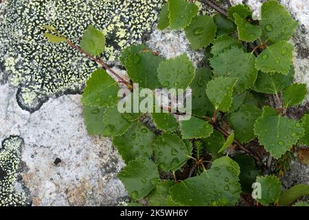 Nahaufnahme einer niedrig wachsenden Form einer Fell-Birke namens Kiilopää-Birke (Betula pubescens ssp. Czerepanovii var. Appressa), die auf einem Felsen wachsen Stockfoto