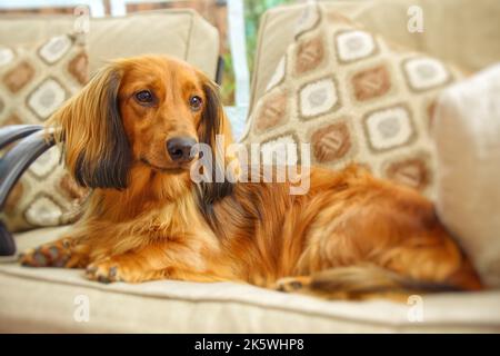 Nahaufnahme eines Dachshund-Hundes (Canis lupus familiaris), der auf einer Couch liegt Stockfoto