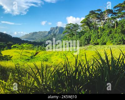 Grüne Berglandschaft mit frischer Graswiese, Wald und Bergkette. Ehrfürchtige alpine Hochländer an sonnigen Tagen. Schöne Natur Hintergrund. Reisen, Tourismus, Abenteuer. Polynesien, Insel Moorea Stockfoto