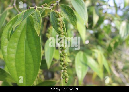 Selektiver Fokus von Pfefferpflanzen (Sahang) im Garten. Unscharfer Hintergrund. Wird zum Kochen von Gewürzen verwendet. Sein wissenschaftlicher Name ist Piper Nigrum. Stockfoto