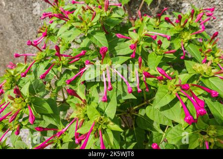 Das Wunder von Peru (Mirabilis jalapa) wächst von einer Mauer in einer Seitenstraße von Santa Margherita Ligurien Italien. September 2022 Stockfoto