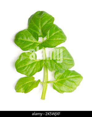 Brunnenkresse Blatt, Nahaufnahme von oben. Frisch, grün, federähnlich wie die Fruchtblume von Nasturtium officinale, auch als Gelbkresse bekannt, mit paripinenten Spaltungen. Stockfoto