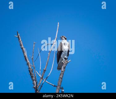 Ein Fischadler (Pandion haliaetus) hält sich auf Ästen im Sepulveda Basin Wildlife Reserve in Van Nuys, CA. Stockfoto