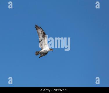 Ein Fischadler (Pandion haliaetus) fliegt im Sepulveda Basin Wildlife Reserve in Van Nuys, CA, gegen einen blauen Himmel. Stockfoto