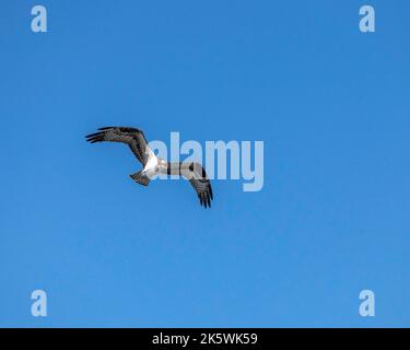 Ein Fischadler (Pandion haliaetus) fliegt im Sepulveda Basin Wildlife Reserve in Van Nuys, CA, gegen einen blauen Himmel. Stockfoto