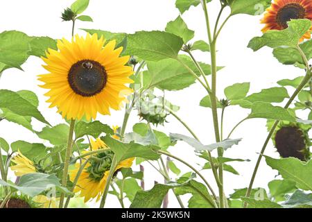 Gelbe Sonnenblumen Stockfoto