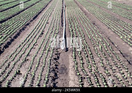 Landwirtschaft, Lebensmittelproduktion von Gemüse: Feld mit Reihen von jungen Salatpflanzen und Bewässerungsrohr Stockfoto