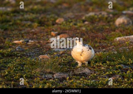 Felsptarmigan auf felsiger Oberfläche während eines sommerlichen Sonnenaufgangs im Urho Kekkonen-Nationalpark in Nordfinnland Stockfoto