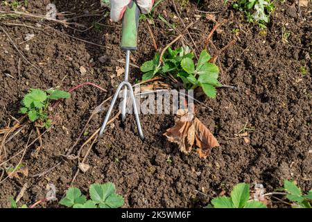 Hände Gärtner Unkraut und lockern das Bett der Erdbeeren Stockfoto