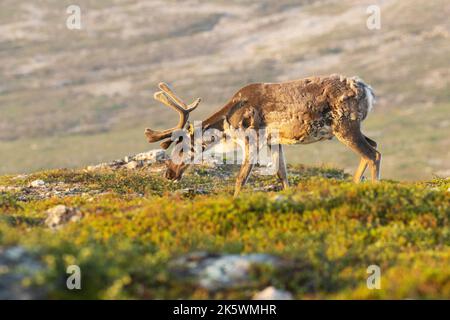 Nahaufnahme von einheimischen Rentieren, Rangifer tarandus mit großen Geweihen, die an einem frühen Sommermorgen im Urho Kekkonen National Park in den Bergen wandern Stockfoto