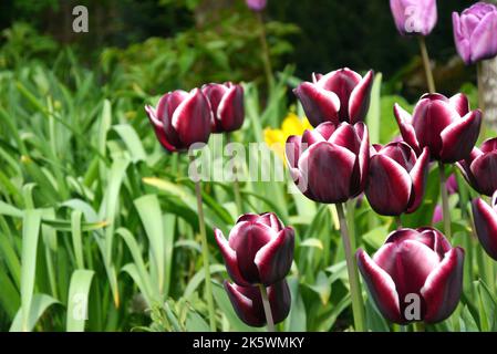 Eine Gruppe von Deep Maroon/Purple & White Tulipa „Jackpot“ Tulip Triumph Group wächst in Holker Hall & Gardens, Lake District, Cumbria, England, Großbritannien. Stockfoto