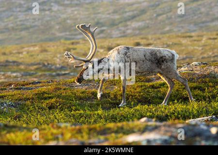 Nahaufnahme von einheimischen Rentieren, Rangifer tarandus mit großen Geweihen, die an einem frühen Sommermorgen im Urho Kekkonen National Park in den Bergen wandern Stockfoto