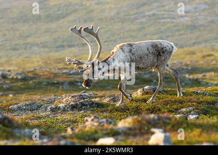 Nahaufnahme von einheimischen Rentieren, Rangifer tarandus mit großen Geweihen, die an einem frühen Sommermorgen im Urho Kekkonen National Park in den Bergen wandern Stockfoto