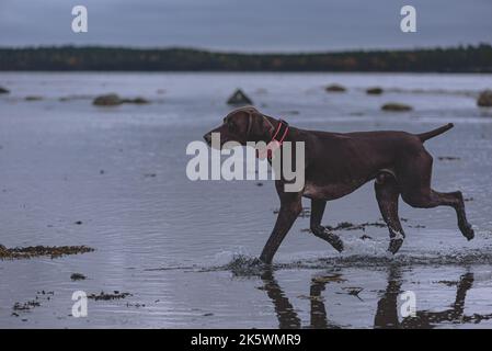 Brauner deutscher Kurzhaarpointer, der am hundefreundlichen Strand Leine spielt Stockfoto