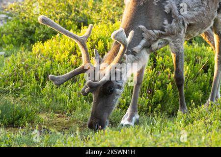 Nahaufnahme eines einheimischen Rentiers, das an einem Sommerabend Sträucher im Urho Kekkonen-Nationalpark in Nordfinnland isst Stockfoto